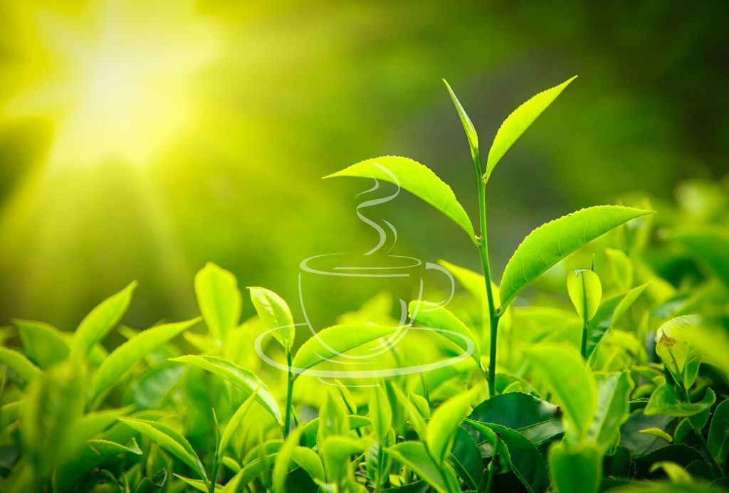 Whyless Tea International