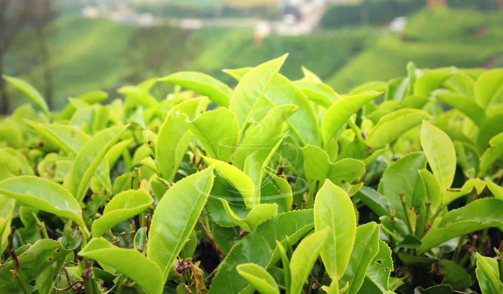 Whyless Tea International